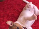 Собаки, щенята Джек Рассел тер'єр, ціна 7500 Грн., Фото