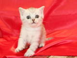 Кошки, котята Шотландская короткошерстная, цена 1999 Грн., Фото