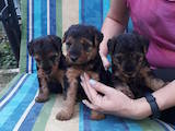 Собаки, щенки Вельштерьер, цена 8000 Грн., Фото