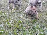 Собаки, щенки Западно-Сибирская лайка, цена 2500 Грн., Фото