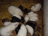 Тваринництво,  Сільгосп тварини Кролики, Нутрії, ціна 200 Грн., Фото