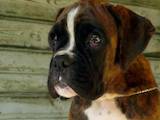 Собаки, щенята Боксер, ціна 22500 Грн., Фото