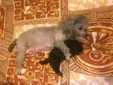Собаки, щенки Карликовый пудель, цена 55000 Грн., Фото
