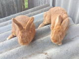 Гризуни Кролики, ціна 420 Грн., Фото