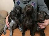 Собаки, щенки Немецкая гладкошерстная легавая, цена 5800 Грн., Фото