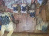 Собаки, щенки Бульмастиф, цена 8000 Грн., Фото