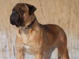 Собаки, щенята Бульмастиф, ціна 8000 Грн., Фото