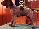 Собаки, щенята Німецька жорсткошерста лягава, ціна 500 Грн., Фото