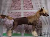 Собаки, щенки Китайская хохлатая собака, цена 8500 Грн., Фото