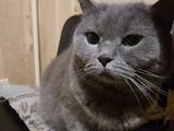 Кошки, котята Британская короткошерстная, цена 10 Грн., Фото