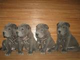 Собаки, щенки Шарпей, цена 6000 Грн., Фото