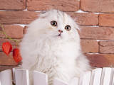 Кошки, котята Хайленд Фолд, цена 12000 Грн., Фото