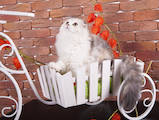 Кішки, кошенята Highland Fold, ціна 12000 Грн., Фото