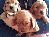 Собаки, щенки Английский коккер, цена 1200 Грн., Фото