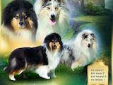 Собаки, щенки Длинношерстный колли, цена 6000 Грн., Фото