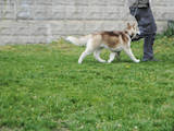Собаки, щенята Сибірський хаськи, ціна 10000 Грн., Фото