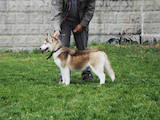 Собаки, щенята Сибірський хаськи, ціна 10000 Грн., Фото