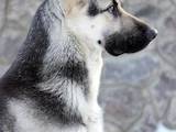 Собаки, щенята Східно-Європейська вівчарка, ціна 12000 Грн., Фото