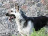 Собаки, щенята Східно-Європейська вівчарка, ціна 12000 Грн., Фото