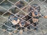 Собаки, щенки Жесткошерстная такса, цена 1500 Грн., Фото