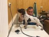 Собаки, щенята Німецька гладкошерста лягава, ціна 10000 Грн., Фото