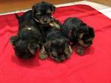 Собаки, щенки Йоркширский терьер, цена 7000 Грн., Фото