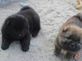 Собаки, щенята Чау-чау, ціна 6000 Грн., Фото