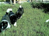 Собаки, щенята Американський акіта, ціна 6300 Грн., Фото