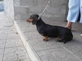 Собаки, щенята Гладкошерста такса, ціна 2000 Грн., Фото