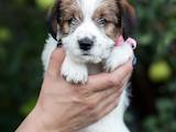 Собаки, щенки Джек Рассел терьер, цена 12000 Грн., Фото