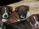 Собаки, щенки Американский стаффордширский терьер, цена 2000 Грн., Фото