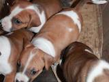 Собаки, щенята Американський стаффордширський тер'єр, ціна 2000 Грн., Фото