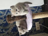 Кішки, кошенята Шотландська короткошерста, ціна 1300 Грн., Фото