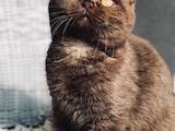 Кошки, котята Британская короткошерстная, цена 9000 Грн., Фото