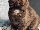 Кішки, кошенята Британська короткошерста, ціна 9000 Грн., Фото