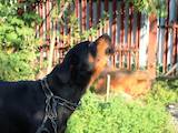 Собаки, щенята Ротвейлер, ціна 5000 Грн., Фото