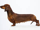 Собаки, щенята Гладкошерста такса, ціна 8500 Грн., Фото
