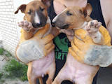 Собаки, щенята Бультер'єр, ціна 7500 Грн., Фото
