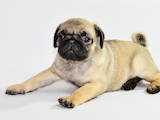 Собаки, щенята Мопс, ціна 4500 Грн., Фото