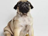 Собаки, щенята Мопс, ціна 4500 Грн., Фото