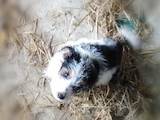 Собаки, щенята Жорсткошерстий фокстер'єр, ціна 1000 Грн., Фото