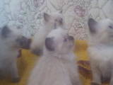 Кошки, котята Гималайская, цена 600 Грн., Фото