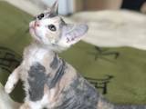 Кошки, котята Донской сфинкс, цена 2700 Грн., Фото
