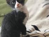 Кішки, кошенята Донський сфінкс, ціна 2700 Грн., Фото