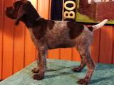 Собаки, щенята Німецька жорсткошерста лягава, ціна 15000 Грн., Фото