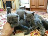 Кішки, кошенята Шотландська висловуха, ціна 600 Грн., Фото