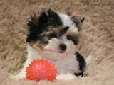 Собаки, щенки Йоркширский терьер, цена 28000 Грн., Фото