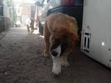 Собаки, щенята Кавказька вівчарка, ціна 2000 Грн., Фото