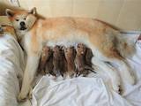 Собаки, щенята Акіта-іну, ціна 8500 Грн., Фото