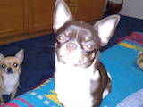 Собаки, щенки Чихуа-хуа, цена 5000 Грн., Фото